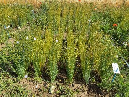 Click for 5 image(s) for this accession.